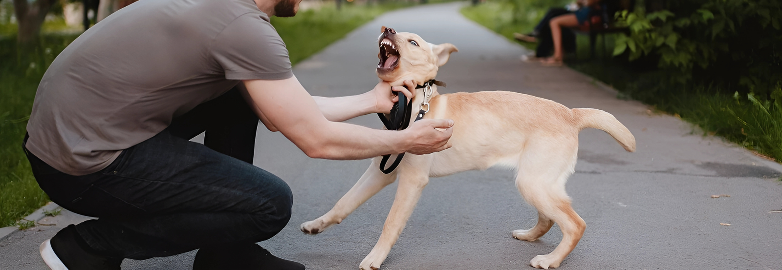 Houston Dog Bite Attorney