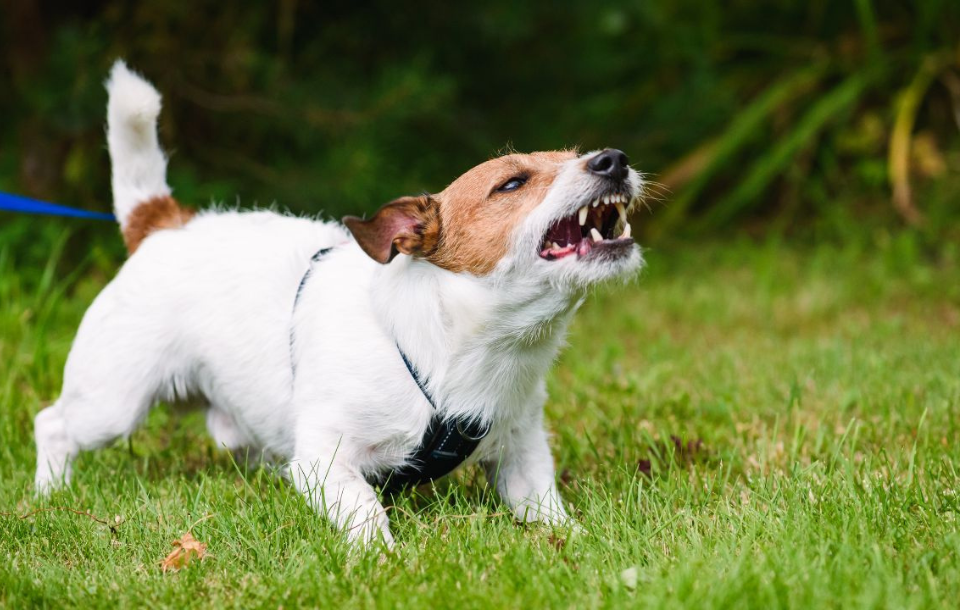 Houston Dog Bite Attorney