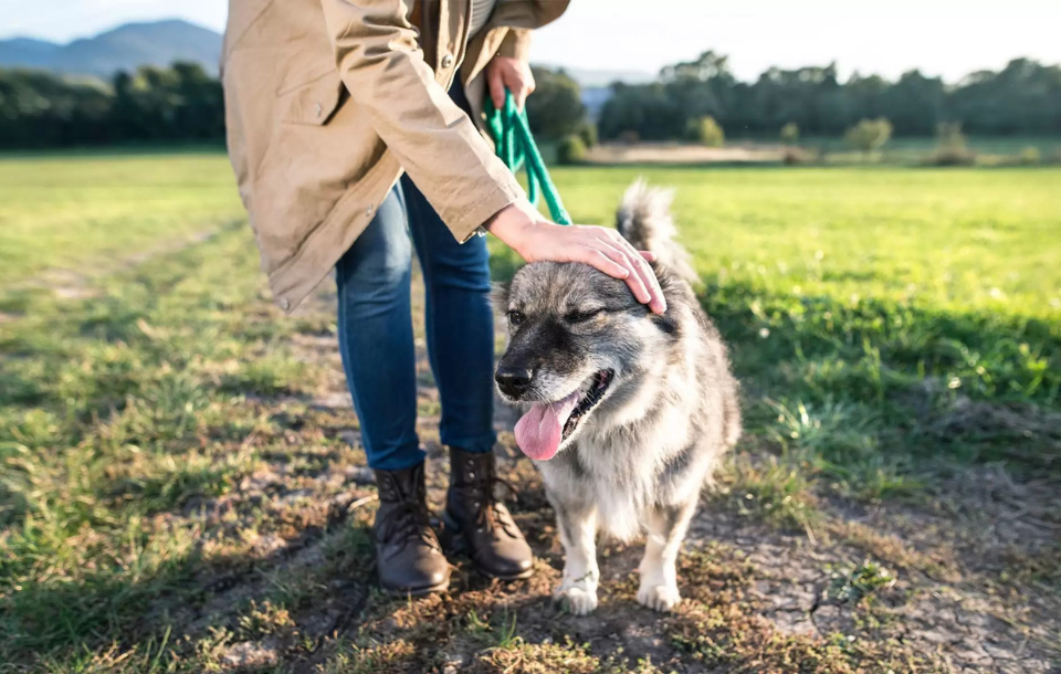 Unique Challenges Dog Bite Victims Face in Houston