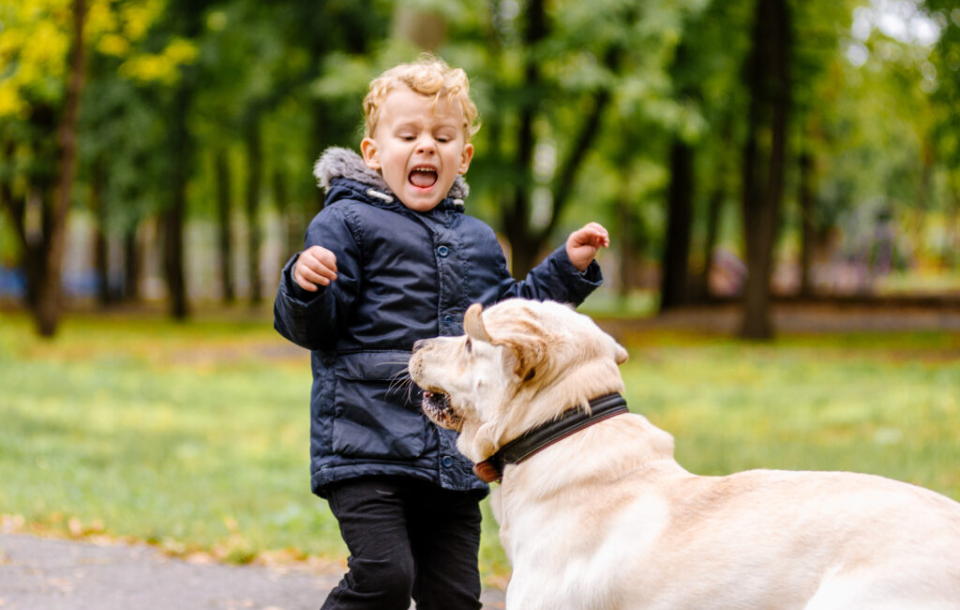 Houston Dog Bite Attorney %count(varname)| Orange Law