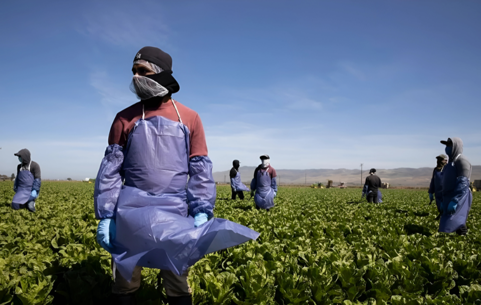 Farmworker Visa Program Changes: H2A Visa & AgWorker Visa