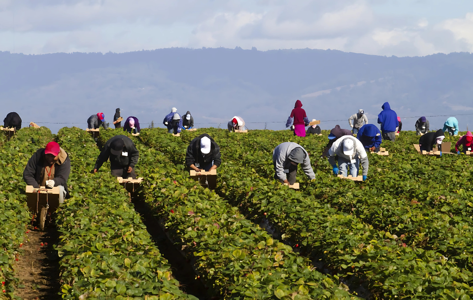 Farmworker Visa Program Shift: What It Means for H2AVisa, FarmLabor, and AgWorkerVisa Applicants 1 Farmworker Visa Program Changes: H2A Visa & AgWorker Visa