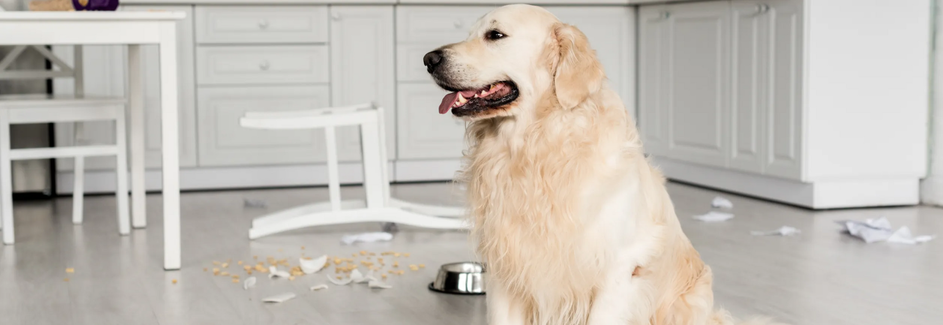 Pet Damages Claims Attorney