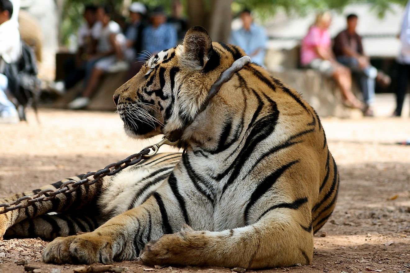 Illegal Exotic Pets in Texas