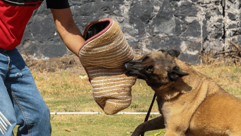 Dangerous Dog Breeds and Texas Dog Bite Laws