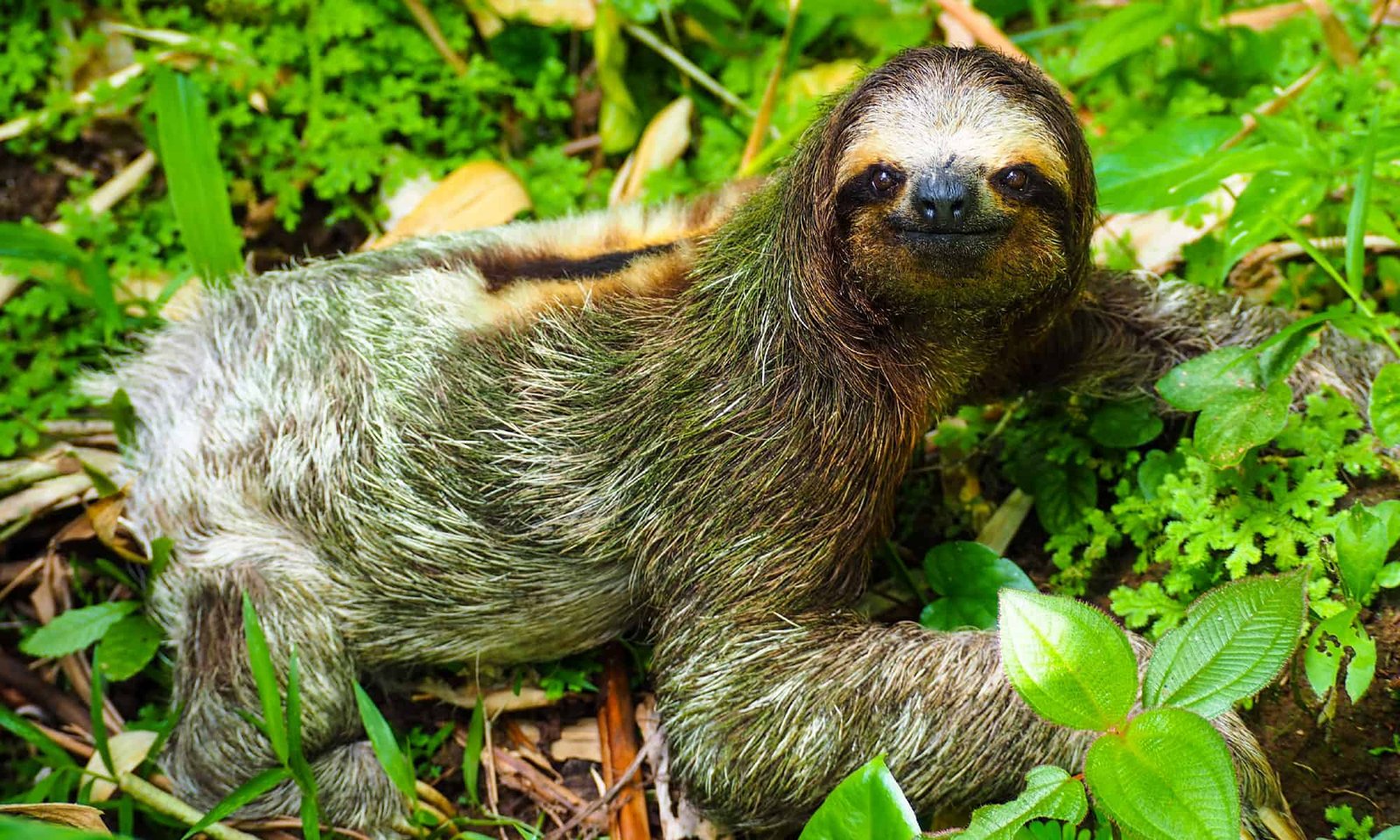 Sloth Ownership Laws in Texas